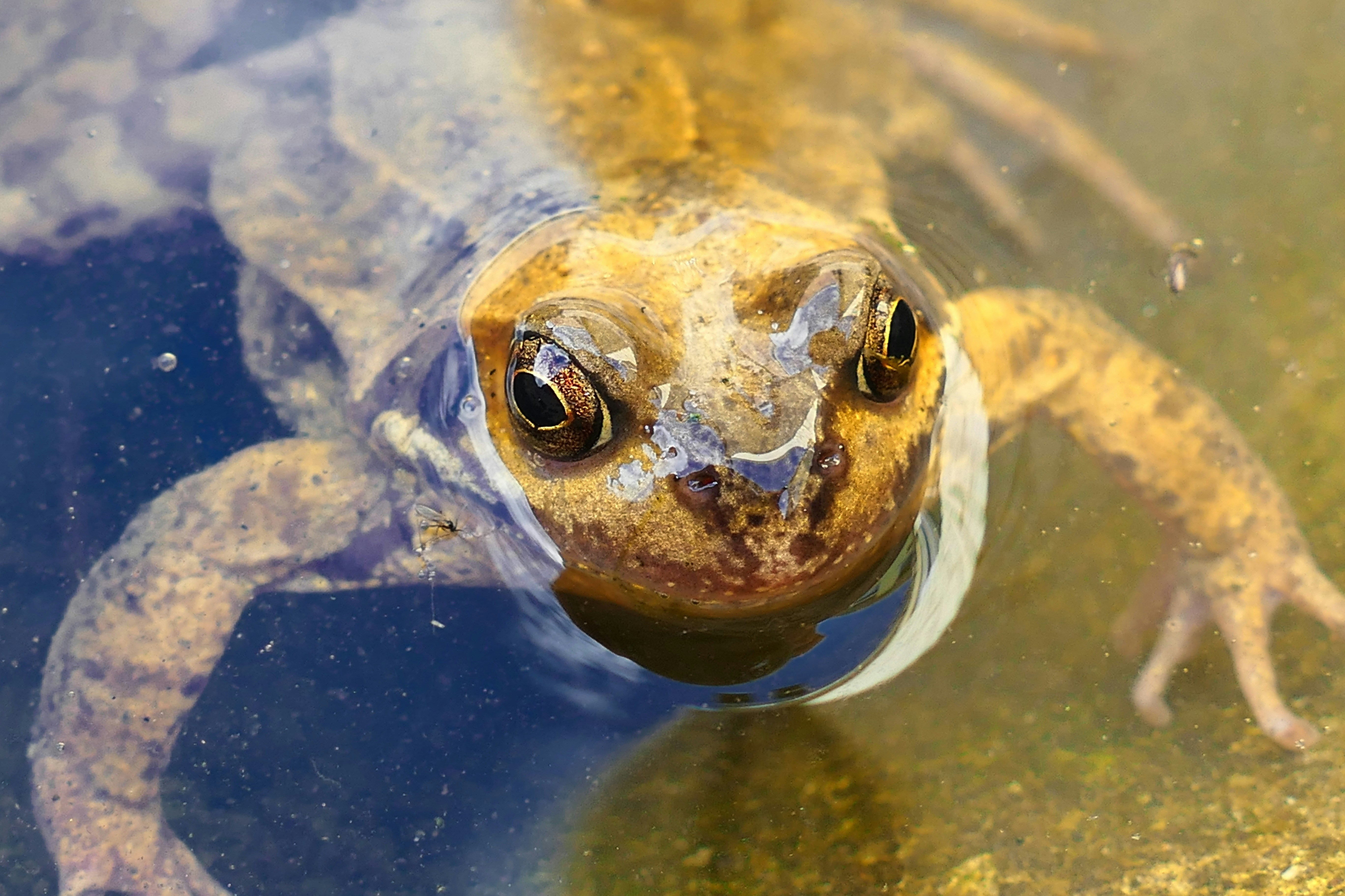 A European Common Frog floating at the surface of shallow water